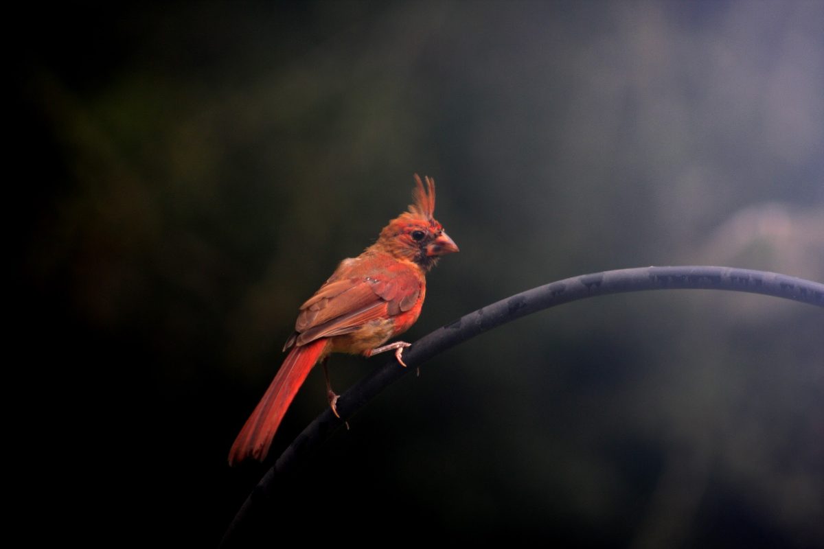 Juvenile Cardinal